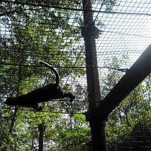 Africa-African Leopard