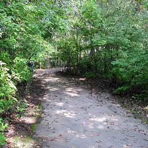 Africa-Congolese Forest