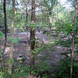 Africa-Bongo/African Crowned Crane Exhibit
