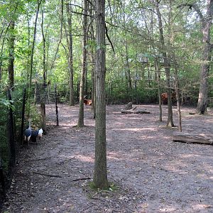 Africa-Bongo/African Crowned Crane Exhibit