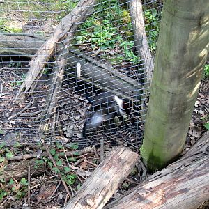 Africa-Red-capped Mangabey