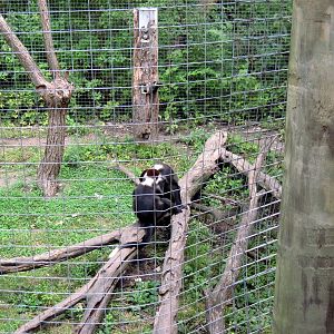 Africa-Red-capped Mangabey