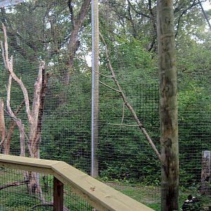 Africa-Red-capped Mangabey Exhibit