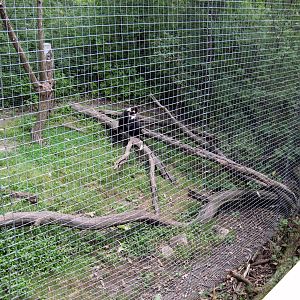 Africa-Red-capped Mangabey