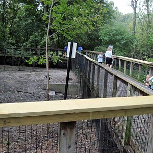 Africa-Bongo/African Crowned Crane Exhibit