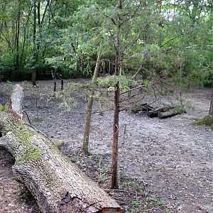 Africa-Bongo/African Crowned Crane Exhibit