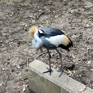 Africa-African Crowned Crane