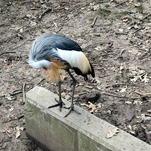 Africa-African Crowned Crane