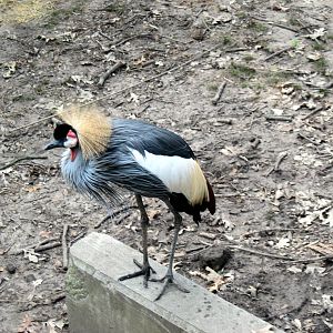 Africa-African Crowned Crane