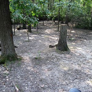 Africa-Bongo/African Crowned Crane Exhibit