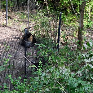 Africa-Yellow-backed Duiker