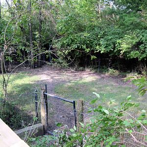 Africa-Yellow-backed Duiker Exhibit