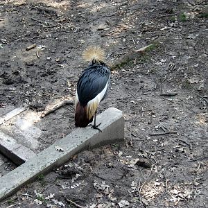 Africa-African Crowned Crane