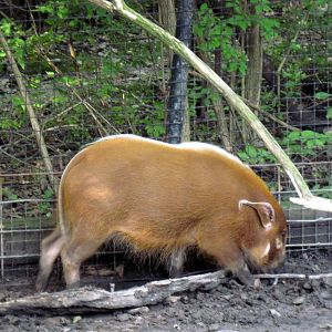 Africa-Red River Hog