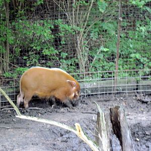 Africa-Red River Hog