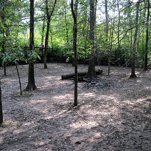 Africa-Red River Hog Exhibit