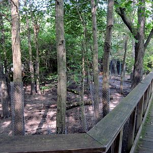 Africa-Red River Hog Exhibit