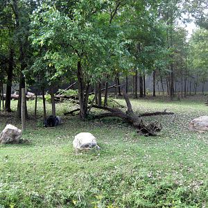 Africa-Western Gorilla Exhibit