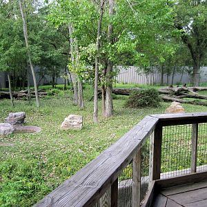 Africa-Western Gorilla Exhibit