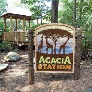 Acacia Station - Giraffe Deck