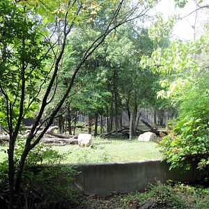 Africa-Western Gorilla Exhibit