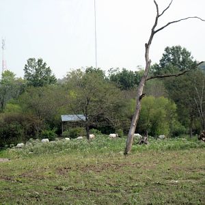 Africa-Scimitar-horned Oryxes