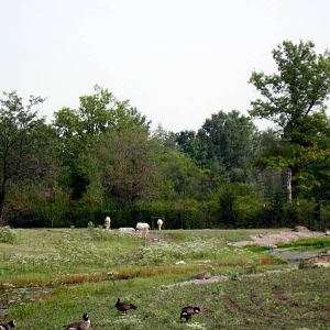 Africa-Scimitar-horned Oryxes