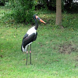 Africa-Saddle-billed Stork