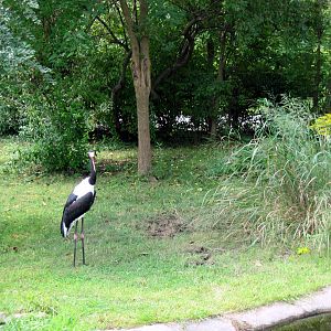 Africa-Saddle-billed Stork