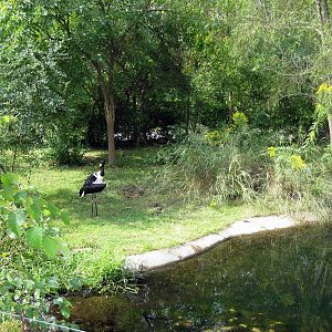 Africa-Saddle-billed Stork