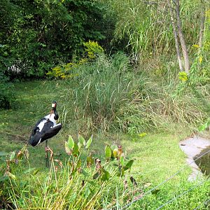 Africa-Saddle-billed Stork