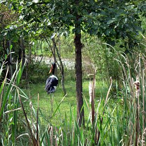 Africa-Saddle-billed Stork