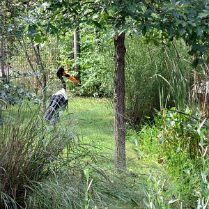 Africa-Saddle-billed Stork
