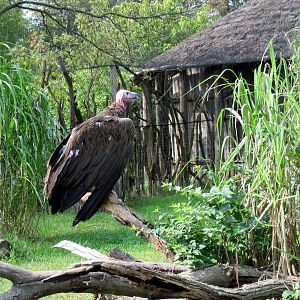 Africa-Lappet-faced Vulture