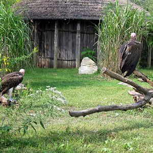 Africa-Lappet-faced Vultures