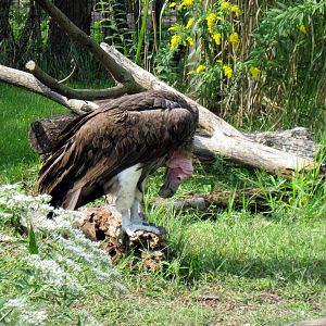 Africa-Lappet-faced Vulture