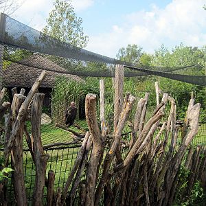 Africa-Lappet-faced Vulture Exhibit