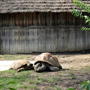 Africa-Aldabra Giant Tortoise