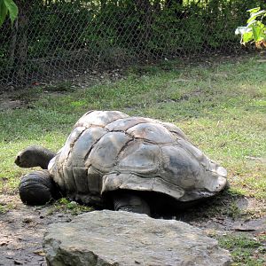 Africa-Aldabra Giant Tortoise