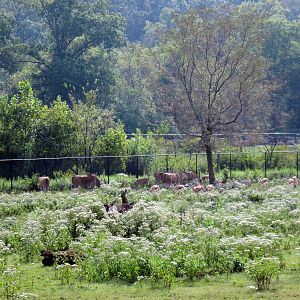 Africa-Common Elands and Springbok