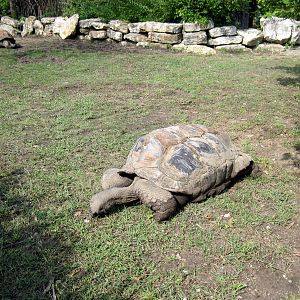 Africa-Aldabra Giant Tortoise