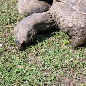 Africa-Aldabra Giant Tortoise