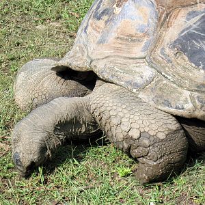 Africa-Aldabra Giant Tortoise