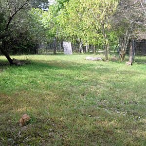 Africa-Blue Duiker Exhibit
