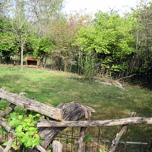 Africa-Blue Duiker Exhibit
