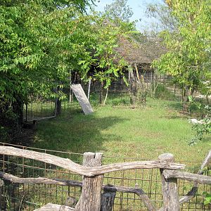 Africa-Blue Duiker Exhibit