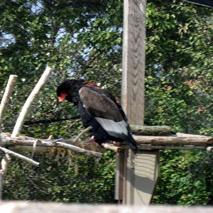 Africa-Bateleur Eagle