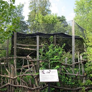 Africa-Bateleur Eagle Exhibit