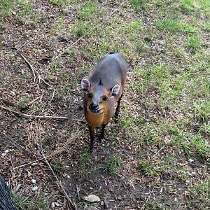 Africa-Red-flanked Duiker