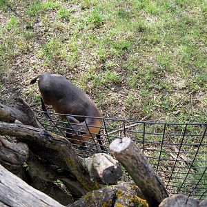 Africa-Red-flanked Duiker